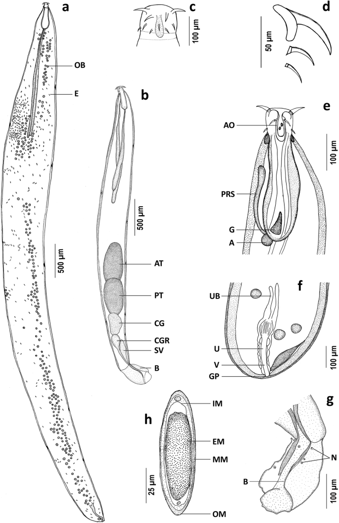 Neocarus spelaion sp. n. (Female): A Lateral view of chelicerae B