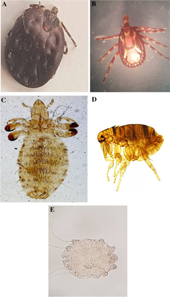 Ectoparasites of dogs (Canis familiaris) from northeastern Nigeria: an epidemiological study | SpringerLink Ectoparasites of dogs (Canis familiaris) from northeastern Nigeria: an epidemiological study | SpringerLink