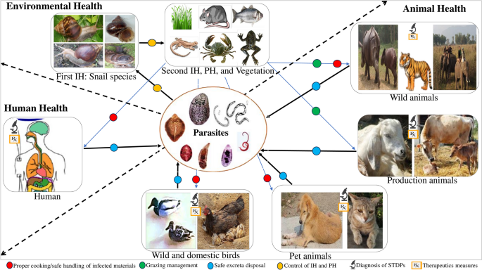 One-health approach on the future application of snails: a focus 