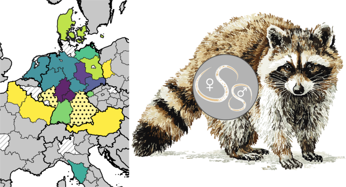ヨーロッパ9カ国でアライグマ回虫の感染拡大を確認(Continuous spread: Raccoon roundworm detected in nine European countries)