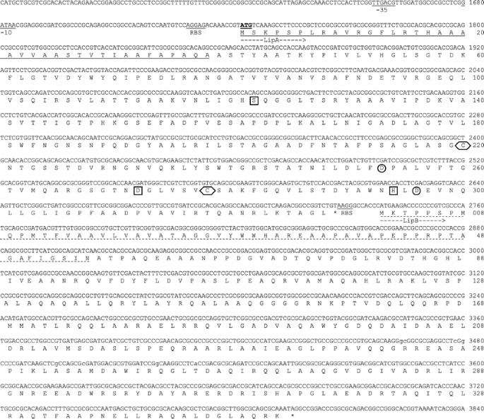 A Novel Lipase Chaperone Pair From Ralstonia Sp M1 Analysis Of The Folding Interaction And Evidence For Gene Loss In R Solanacearum Springerlink