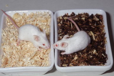Animal models of human genetic diseases: do they need to be faithful to be useful? | SpringerLink Animal models of human genetic diseases: do they need to be faithful to be useful? | SpringerLink