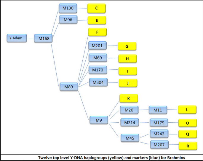 Y Dna Genetic Evidence Reveals Several Different Ancient Origins In The Brahmin Population Springerlink