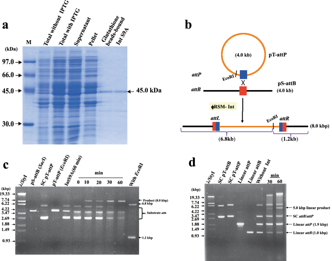 In vitro characterization of the site-specific recombination system based  on genus Habenivirus ϕRSM small serine integrase | SpringerLink