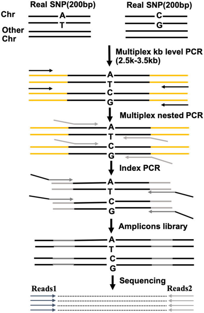 Genotyping single nucleotide polymorphisms in homologous regions using ...