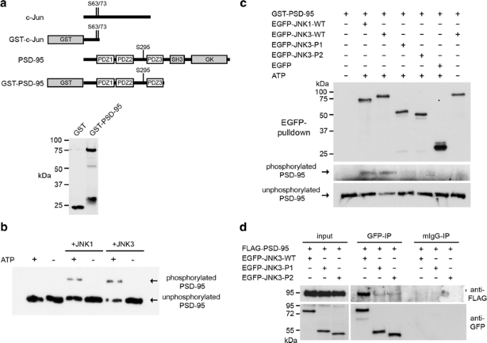 Characterisation Of De Novo Mapk10 Jnk3 Truncation Mutations Associated With Cognitive Disorders In Two Unrelated Patients Springerlink