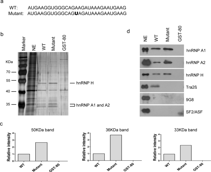 Skipping Of An Exon With A Nonsense Mutation In The Dmd Gene Is Induced By The Conversion Of A Splicing Enhancer To A Splicing Silencer Springerlink Skipping Of An Exon With A Nonsense Mutation In The Dmd Gene Is Induced By The Conversion Of A Splicing Enhancer To A Splicing Silencer Springerlink