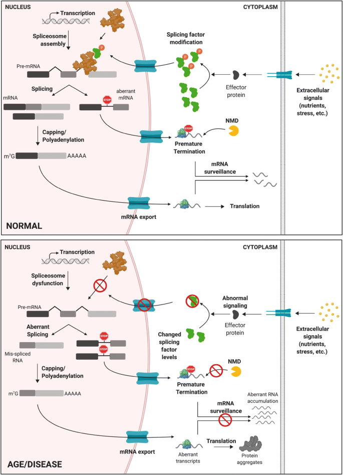 The role played by alternative splicing in antigenic variability in