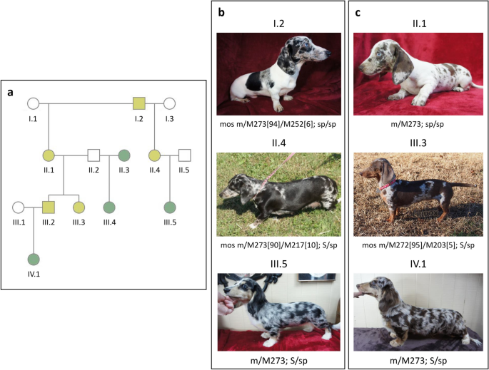 merle genetic testing