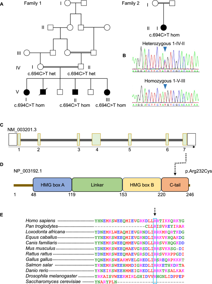 A recessive variant in TFAM causes mtDNA depletion associated with primary  ovarian insufficiency, seizures, intellectual disability and hearing loss |  SpringerLink