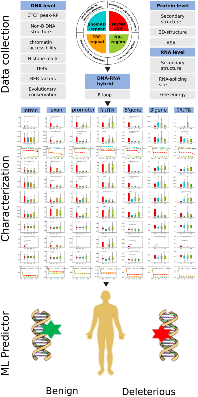 Profiling human pathogenic repeat expansion regions by synergistic and  multi-level impacts on molecular connections | Human Genetics