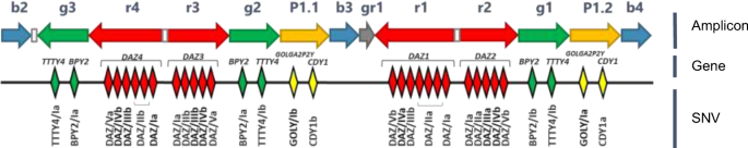 Evolution of the Japanese Y chromosome by analysis of the haplogroups ...