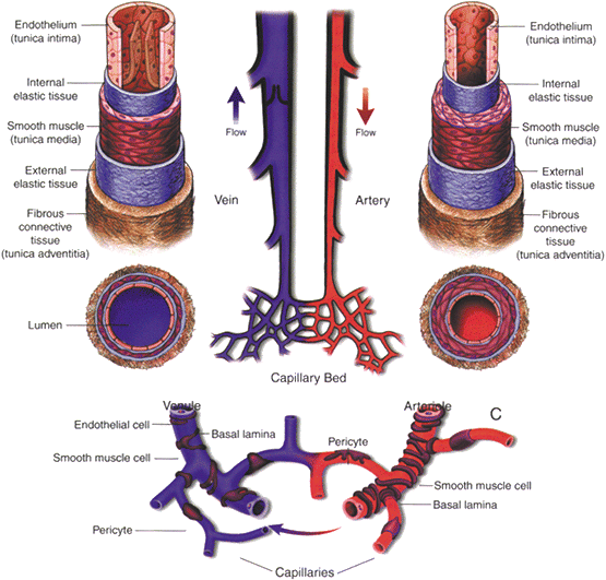 Molecular Distinction Between Arteries And Veins Springerlink Molecular Distinction Between Arteries And Veins Springerlink