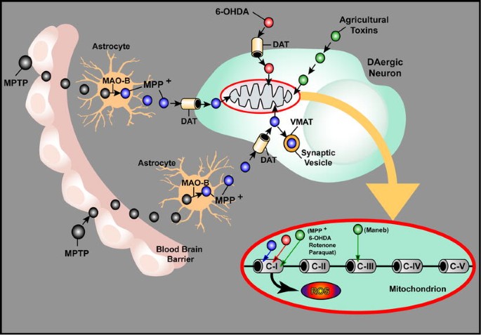 Classic Toxin Induced Animal Models Of Parkinson S Disease 6 Ohda And Mptp Springerlink