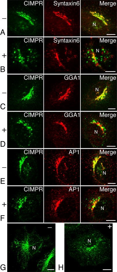Early Phase Redistribution Of The Cation Independent Mannose 6 Phosphate Receptor By Ua Treatment In Hela Cells Springerlink