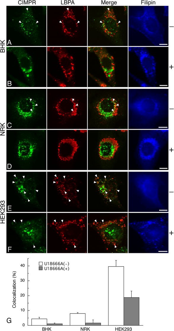 Early Phase Redistribution Of The Cation Independent Mannose 6 Phosphate Receptor By Ua Treatment In Hela Cells Springerlink
