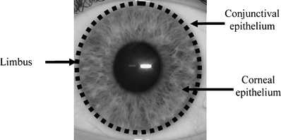 Biological Principals And Clinical Potentials Of Limbal Epithelial Stem Cells Springerlink