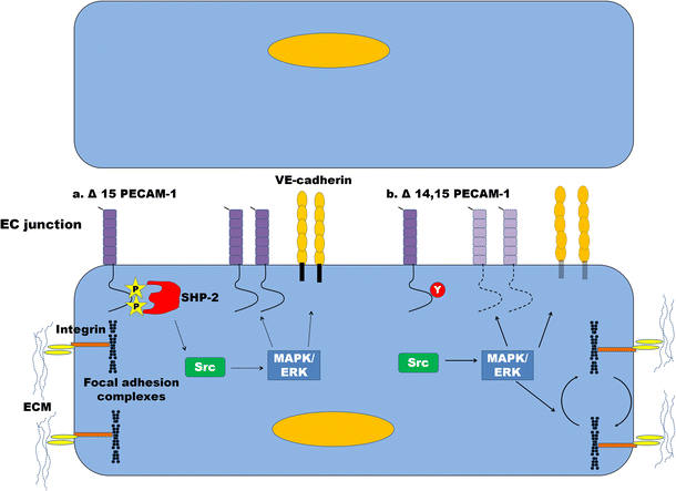 PECAM-1: regulator of endothelial junctional integrity | SpringerLink