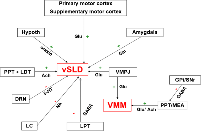The Rem Sleep Circuit And How Its Impairment Leads To Rem Sleep Behavior Disorder Springerlink The Rem Sleep Circuit And How Its Impairment Leads To Rem Sleep Behavior Disorder Springerlink