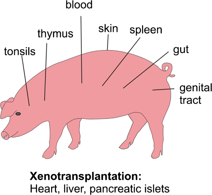 The Pig As A Model For Immunology Research Springerlink