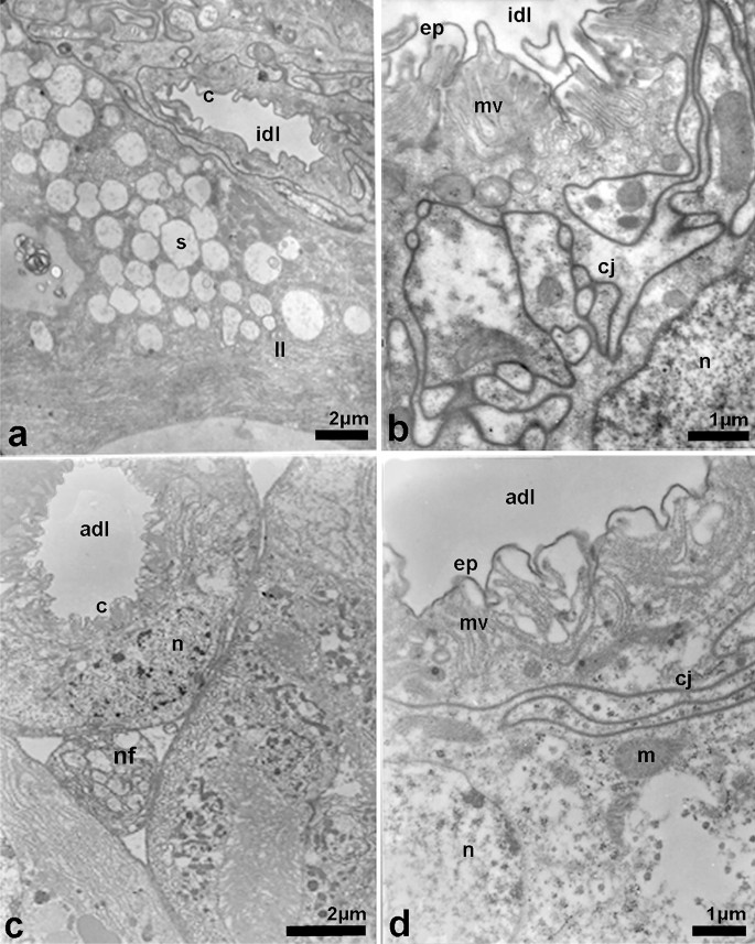 Salivary Glands In Workers Of Ruptitermes Spp Blattaria Isoptera Termitidae Apicotermitinae A Morphological And Preoteomic Approach Springerlink