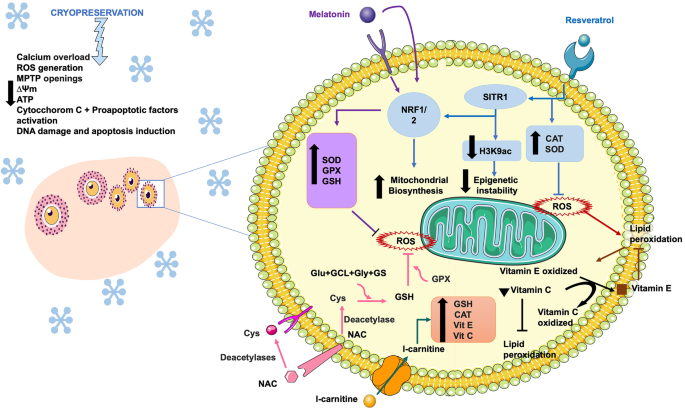 glutathione provides ______________ in the antioxidant process Frontiers