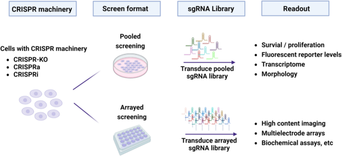 CRISPR-based genetic screens in human pluripotent stem cells derived ...