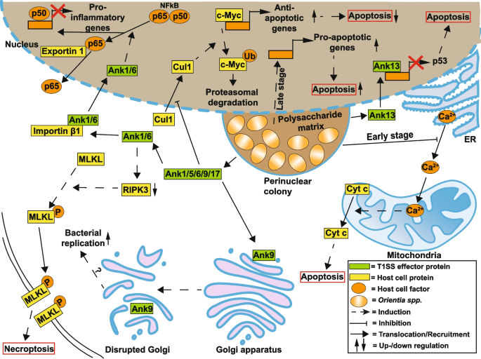 zeeglow max kojic acid & glutathione soap Obligate intracellular bacteria and host cell death pathways—the matter of life and death | Cell and Tissue Research Glutathione & Inflammation: Biomarker Quantity:2boxes each suero reafirmante