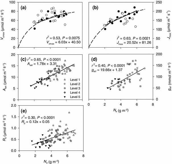 Weak Vertical Canopy Gradients Of Photosynthetic Capacities And Stomatal Responses In A Fertile Norway Spruce Stand Springerlink