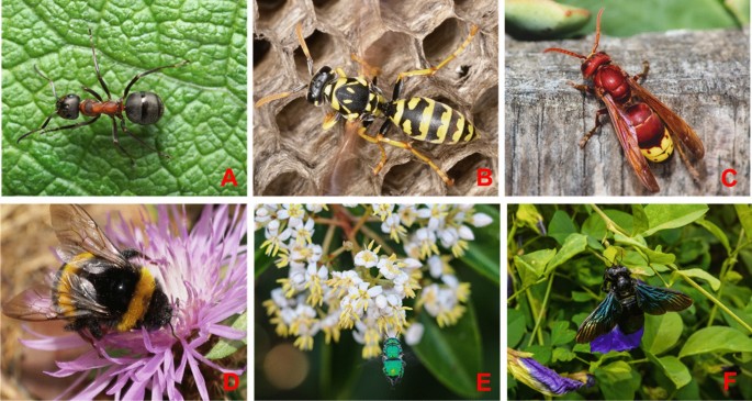 Benefits of insect colours: a review from social insect studies |  SpringerLink