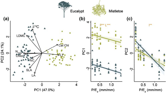 Mistletoes And Their Eucalypt Hosts Differ In The Response Of Leaf Functional Traits To Climatic Moisture Supply Springerlink Mistletoes And Their Eucalypt Hosts Differ In The Response Of Leaf Functional Traits To Climatic Moisture Supply Springerlink