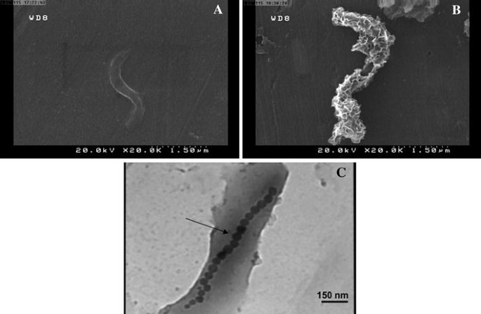 Cobalt separation by Alphaproteobacterium MTB-KTN90: magnetotactic
