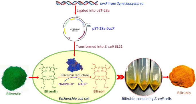 Production of bilirubin by biotransformation of biliverdin using recombinant Escherichia coli cells | Bioprocess and Biosystems Engineering