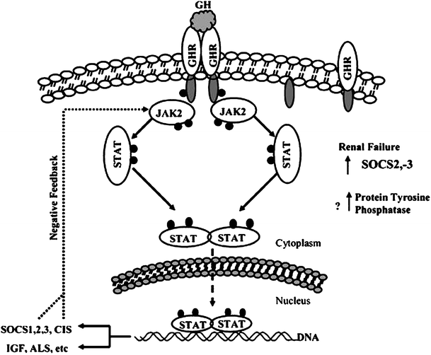 does ghk-cu increase growth hormone or igf-1 Exploring the Role of Tripeptides in Wound Healing and Skin Regeneration: A  Comprehensive Review main image 0