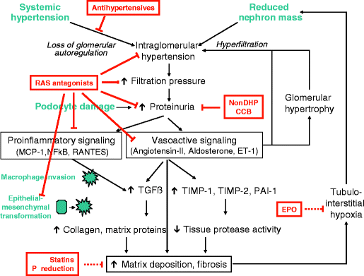 Therapeutic strategies to slow chronic kidney disease progression |  SpringerLink