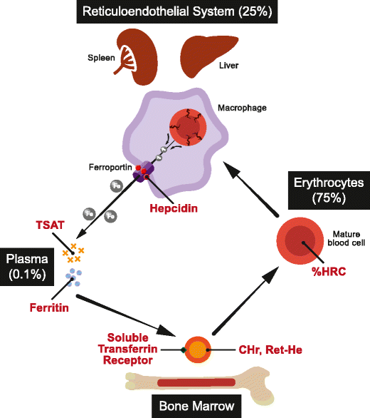 Measurement of iron status in chronic kidney disease | SpringerLink