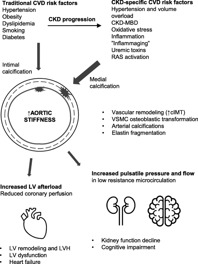 Pathophysiology And Consequences Of Arterial Stiffness In Children With Chronic Kidney Disease Springerlink