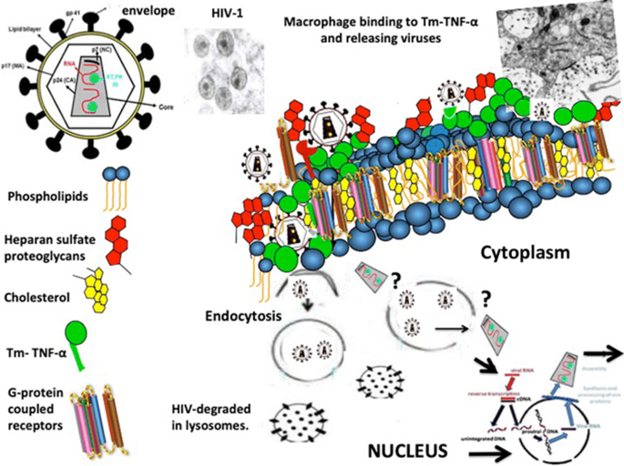 Childhood Hiv Associated Nephropathy 36 Years Later Springerlink