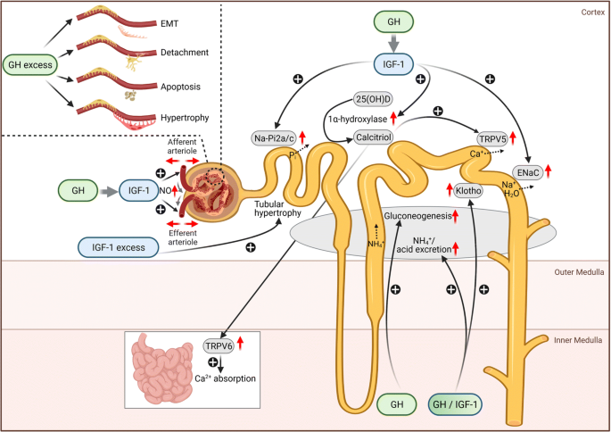 Renal effects of growth hormone in health and in kidney disease |  SpringerLink