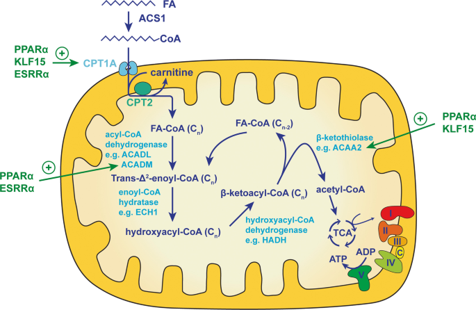 Transcriptional Regulation Of Proximal Tubular Metabolism In Acute Kidney Injury Springerlink