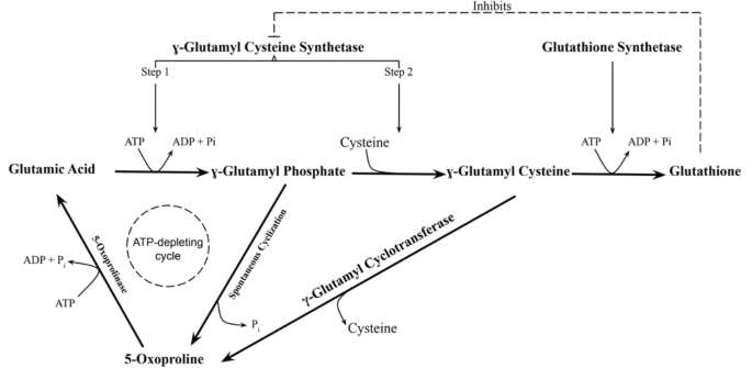 how to increase glutathione levels Acetaminophen Overdose Diagnosis and Treatment - Page 5 of 5 - ACEP Now main image 0