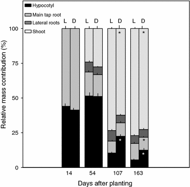 Masses of different root fractions of Araucaria angustifolia at the end