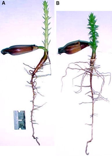 Masses of different root fractions of Araucaria angustifolia at the end