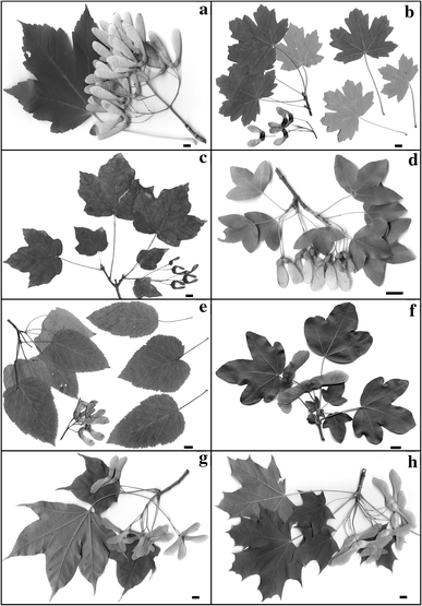 vaso cm-da-innesto-non-da-talea-gref Acer-palmatum-Iranian red 15