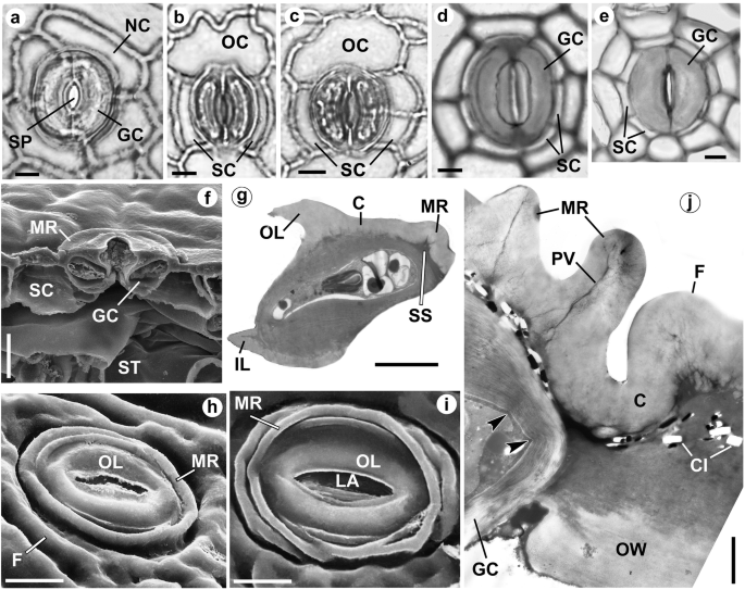 Influence Of Stomatal Rings On Movements Of Guard Cells Springerlink