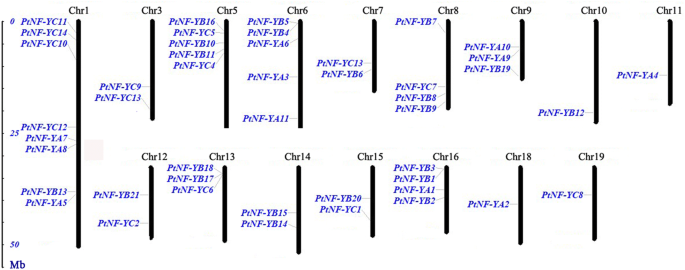 Genome Wide Analysis Of The Poplar Nf Y Gene Family And Its Expression In Floral Bud Development Of Populus Tomentosa Springerlink