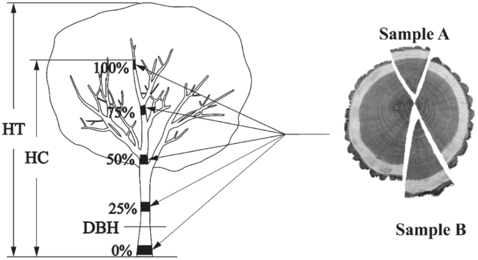 How Many Trees And Samples Are Adequate For Estimating Wood Specific Gravity Across Different Tropical Forests Springerlink