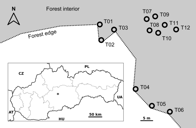 The Short Term Effect Of Sudden Gap Creation On Tree Temperature And Volatile Composition Profiles In A Norway Spruce Stand Springerlink