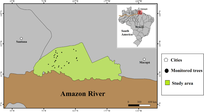 Phenological behavior and floral visitors of Pentaclethra macroloba, a  hyperdominant tree in the Brazilian Amazon River estuary | SpringerLink