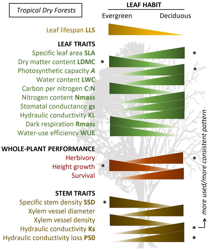 The global biogeography of tree leaf form and habit